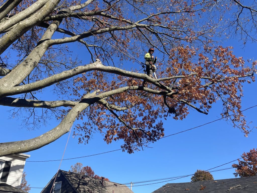Best Time to Trim Oak Trees in Ohio | Canopy Cowboys